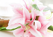 養(yǎng)百合花用什么水？養(yǎng)百合花水里放什么？