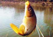 春天釣鯉魚用什么餌料？春天釣鯉魚餌料配方