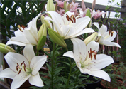 百合花怎么養(yǎng)？百合花在家怎么養(yǎng)？