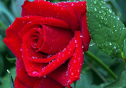 玫瑰花可以放多久？玫瑰花可以放幾天？