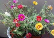 春天家里適合種什么花？春天適合種植什么花？