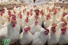 h7n9禽流感可以治愈嗎？禽流感能治好嗎？