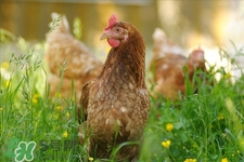 h7n9禽流感可以治愈嗎？禽流感能治好嗎？