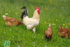 h7n9禽流感可以治愈嗎？禽流感能治好嗎？