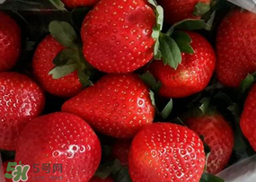 奶油草莓多少錢一斤？奶油草莓價(jià)格