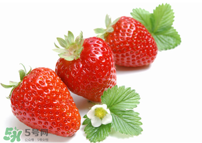 奶油草莓是什么品種？奶油草莓和巧克力草莓的區(qū)別 