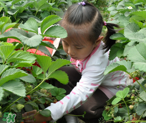 三亞哪里可以摘草莓？三亞摘草莓在哪里？