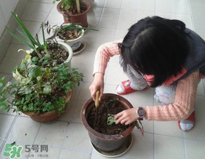 春天家里適合種什么花？春天適合種植什么花？