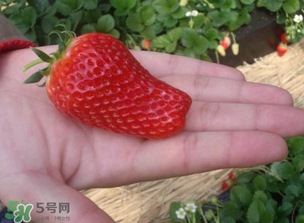 怎么辨別有機(jī)草莓？有機(jī)草莓和普通草莓的區(qū)別 