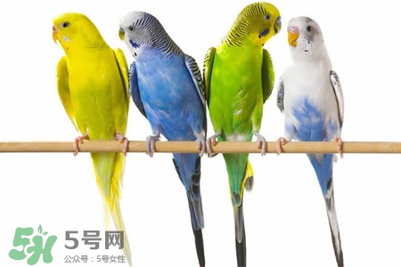 禽流感可以養(yǎng)鸚鵡嗎？禽流感期間能養(yǎng)鸚鵡嗎？