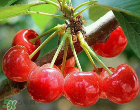 美早和大紅燈哪個好吃？美早和大紅燈的區(qū)別