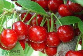 美早和黑珍珠哪個(gè)好吃？美早和黑珍珠的區(qū)別