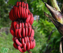 紅香蕉多少錢一斤？南洋紅香蕉多少錢一斤？