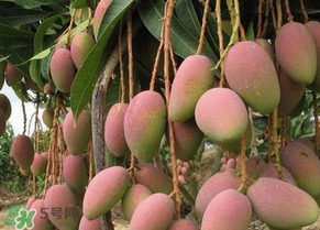 青芒果切開沒熟怎么辦？芒果沒熟切開了怎么辦？