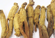 高麗參怎么吃效果最好？高麗參的正確吃法