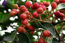花椒可以泡水喝嗎？花椒泡水喝有什么作用？