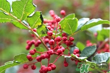 花椒真的能治打呼嚕嗎？花椒水治打呼嚕有效嗎？