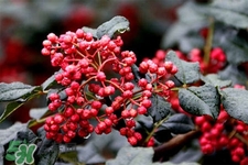花椒水治腳氣管用嗎？花椒水泡腳可以治腳氣嗎？