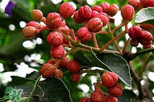 花椒水治腳氣管用嗎？花椒水泡腳可以治腳氣嗎？