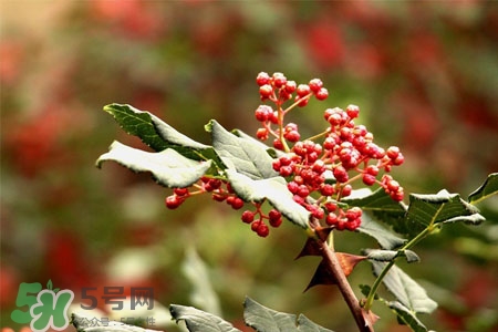 花椒水能治痔瘡嗎？花椒水治痔瘡有效果嗎？
