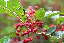 花椒水能治痔瘡嗎？花椒水治痔瘡有效果嗎？