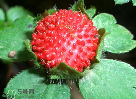 蛇莓多少錢一斤？蛇莓價(jià)格