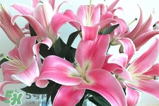 春天開的花有哪些？春天都開什么花？