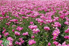 春天開的花有哪些？春天都開什么花？