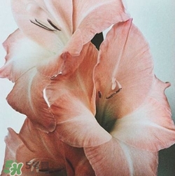 煙熏玫瑰色口紅哪個(gè)牌子好？煙熏玫瑰色口紅推薦