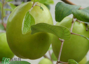 懷孕初期能吃青棗嗎？懷孕初期吃青棗好嗎？