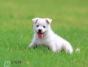 狗狗可以吃青棗嗎？狗狗能不能吃青棗？
