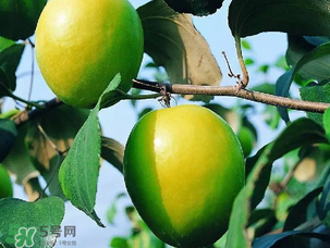 青棗吃多了會(huì)胖嗎？吃青棗會(huì)不會(huì)發(fā)胖？
