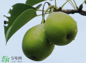 吃青棗可以減肥嗎？減肥可以吃青棗嗎？