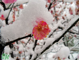 春天下雪意味著什么？春天為什么會下雪？