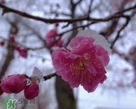 春天下雪意味著什么？春天為什么會下雪？