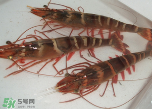 活蝦為什么要灌膠水？活蝦灌膠水有什么用？