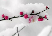 如何預(yù)防倒春寒？怎么預(yù)防倒春寒？