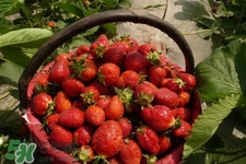 怎樣去除草莓的農(nóng)藥？怎樣洗草莓的殘留農(nóng)藥？