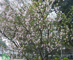 春天為什么會(huì)突然降溫？春天為什么會(huì)突然變冷？