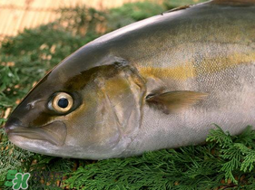 魚(yú)有禽流感嗎？吃魚(yú)會(huì)得禽流感嗎？