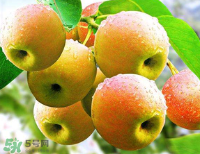南國(guó)梨為什么有酒味？南果梨有酒味能吃嗎？