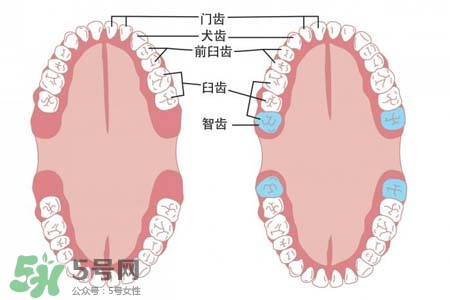 智齒能用舌頭舔嗎？喜歡舔智齒怎么辦？