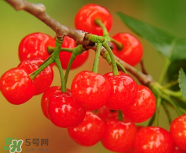 櫻桃多少錢(qián)一斤？櫻桃多少錢(qián)一斤2017？