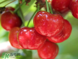櫻桃有點(diǎn)苦怎么回事？櫻桃有點(diǎn)苦可以吃嗎？