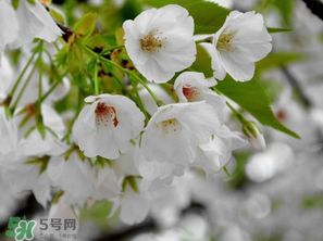 2017年武大櫻花什么時(shí)候開？2017年武大櫻花最佳觀賞時(shí)間