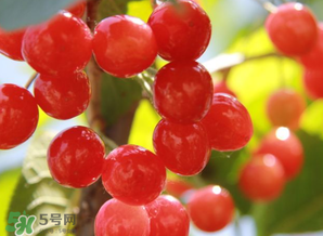 櫻桃批發(fā)價(jià)多少錢一斤？2017櫻桃批發(fā)價(jià)多少？