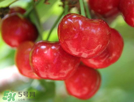 櫻桃為什么這樣紅？櫻桃為什么是紅色？