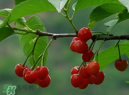 櫻桃為什么這樣紅？櫻桃為什么是紅色？