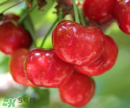 櫻桃為什么有一股藥味？櫻桃有藥味怎么辦？