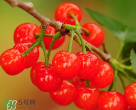 櫻桃什么時(shí)候成熟？櫻桃什么時(shí)候上市？